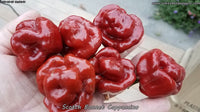 Scotch Bonnet Cappuccino - Pepper Seeds - White Hot Peppers